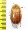 Sparrmannia alopex  South Africa Rep. - INSECTS-STORE.RU