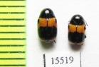 Chrysomelidae sp.  Laos - INSECTS-STORE.RU