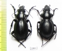 Callisthenes elegans danilevskii, pair  Kazakhstan - INSECTS-STORE.RU