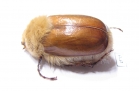 Sparrmannia alopex  South Africa Rep. - INSECTS-STORE.RU