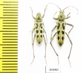 Chlorophorus simillimus  Russia, Far East - INSECTS-STORE.RU