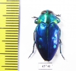Chrysobothris cyanipennis  Indonesia, Muna isl. - INSECTS-STORE.RU