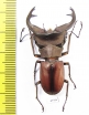 Cyclommatus weinreichi  Indonesia, Papua 44mm - INSECTS-STORE.RU