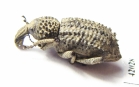 Curculionidae sp.  South Africa Rep. - INSECTS-STORE.RU