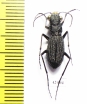 Dromica sp., male  South Africa Rep. - INSECTS-STORE.RU