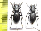 Omus tularensis, pair  USA - INSECTS-STORE.RU