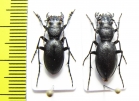 Omus californicus lecontei, pair  USA - INSECTS-STORE.RU