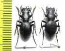 Omus edwardsi, pair  USA - INSECTS-STORE.RU
