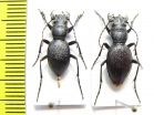 Omus cazieri, pair  USA - INSECTS-STORE.RU
