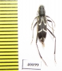 Rhaphuma gracilipes  Russia, Far East - INSECTS-STORE.RU