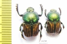 Onitis humerosus, pair  Russia, Astrakhan reg. - INSECTS-STORE.RU