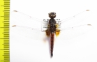 Odonata sp.  India, Assam - INSECTS-STORE.RU
