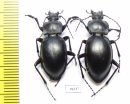 Carabus (Pachystus) glabratus, pair  Russia, Tver reg. - INSECTS-STORE.RU