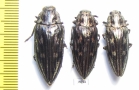 Chalcophora mariana, pair  Russia, Kaluga reg. - INSECTS-STORE.RU