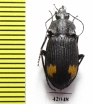 Carabidae sp.  South Africa Rep. - INSECTS-STORE.RU