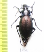 Carabus (Morphocarabus) regalis jenissoni  Russia, Krasnoyarsk reg. - INSECTS-STORE.RU