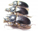 Ceratophyus mesasiaticus, pair  Kazakhstan - INSECTS-STORE.RU