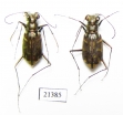 Cicindelinae sp., pair  Madagascar - INSECTS-STORE.RU