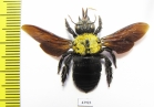 Hymenoptera, Xylocopa sp.  Indonesia, Java - INSECTS-STORE.RU