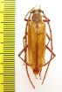 Ochrocydus huttoni  New Zealand - INSECTS-STORE.RU