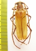 Ochrocydus huttoni  New Zealand - INSECTS-STORE.RU