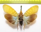 Pyrops effusa  Indonesia, Larat isl. - INSECTS-STORE.RU