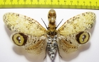 Fulgora lanternaria  Peru 135mm (3000p) - INSECTS-STORE.RU