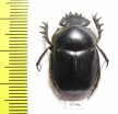Scarabaeus sp.  Namibia - INSECTS-STORE.RU