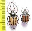 Dicronocephalus dabryi, pair  China - INSECTS-STORE.RU