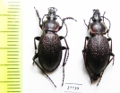 Carabus (Carabulus) obovatus, pair  Russia, Khakassia reg. - INSECTS-STORE.RU