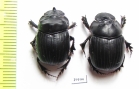 Dichotomius pseudoparile, pair  Bolivia - INSECTS-STORE.RU