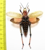 Orthoptera sp.  Zimbabwe  58mm - INSECTS-STORE.RU