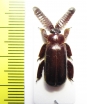 Paussinae sp.  Angola - INSECTS-STORE.RU