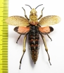 Orthoptera sp.  Zimbabwe  53mm - INSECTS-STORE.RU