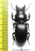 Carabidae sp.  Angola - INSECTS-STORE.RU