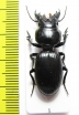 Carabidae sp.  Angola - INSECTS-STORE.RU