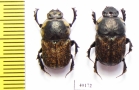 Cheironitis ungaricus, pair  Russia - INSECTS-STORE.RU