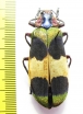 Chrysochroa corbetti, female  Thailand - INSECTS-STORE.RU