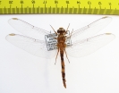 Odonata sp.  Sierra Leone - INSECTS-STORE.RU