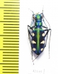 Cicindela batesi  Taiwan - INSECTS-STORE.RU