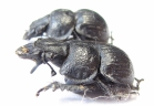 Lethrus korzhinskii, pair  Tajikistan - INSECTS-STORE.RU