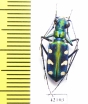 Cicindela batesi  Taiwan - INSECTS-STORE.RU