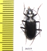 Nebria mniszechi, male  Georgia - INSECTS-STORE.RU