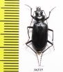 Nebria mniszechi, female  Georgia - INSECTS-STORE.RU