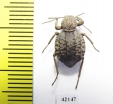 Tenebrionidae sp.  South Africa Rep. - INSECTS-STORE.RU