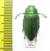 Perotis unicolor igniventris  Morocco - INSECTS-STORE.RU