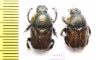 Cheironitis eumenes, pair  Kazakhstan - INSECTS-STORE.RU
