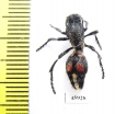 Mutillidae sp.  Chile - INSECTS-STORE.RU