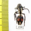 Mutillidae sp.  Chile - INSECTS-STORE.RU