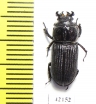 Nigidius sp.  South Africa Rep. - INSECTS-STORE.RU
